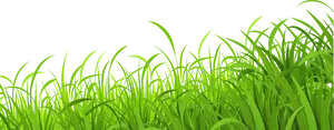 Vibrant_ Green_ Meadow_ Grass PNG Image