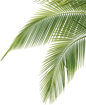 Vibrant Green Palm Fronds PNG Image