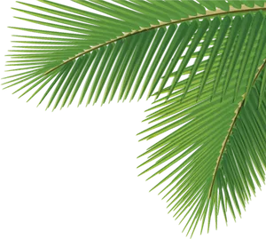 Vibrant Green Palm Leaf PNG Image