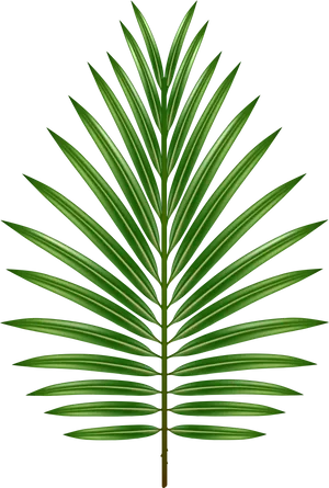 Vibrant Green Palm Leaf PNG Image