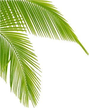 Vibrant Green Palm Leaf PNG Image