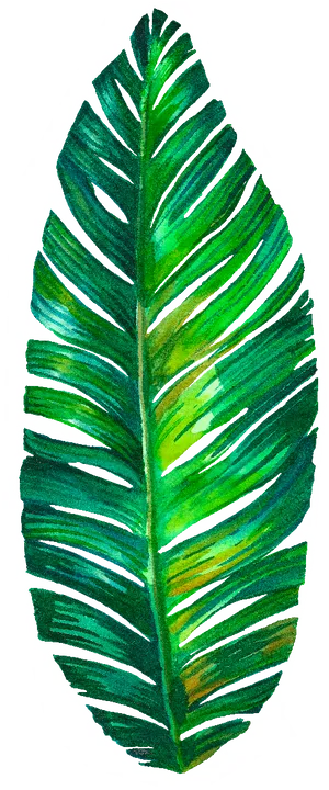 Vibrant Green Palm Leaf Illustration.png PNG Image