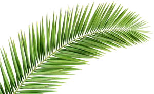 Vibrant Green Palm Leaf PNG Image