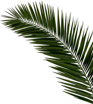 Vibrant Green Palm Leaf PNG Image