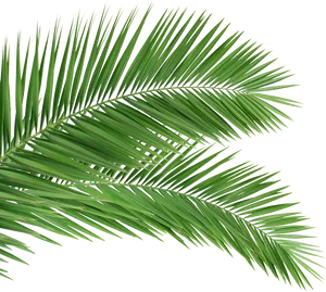 Vibrant Green Palm Leaves PNG Image