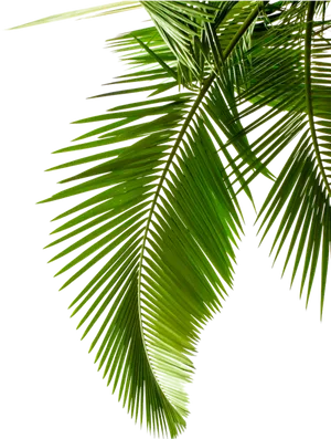 Vibrant Green Palm Leaves PNG Image