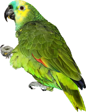 Vibrant Green Parrot Portrait PNG Image