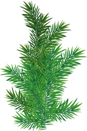 Vibrant Green Pine Branch.png PNG Image