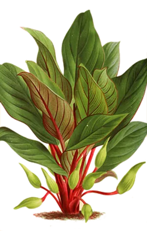 Vibrant Green Plant Illustration PNG Image