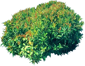 Vibrant Green Shrub.png PNG Image