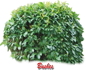 Vibrant Green Shrubbery PNG Image