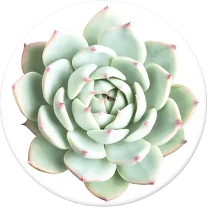 Vibrant Green Succulent Top View PNG Image