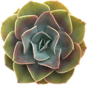 Vibrant Green Succulent Top View PNG Image