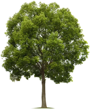 Vibrant Green Tree Isolatedon Black PNG Image