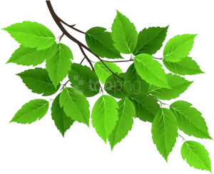 Vibrant Green Tree Leaves PNG Image