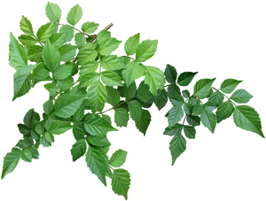 Vibrant Green Tree Leaves Transparent Background PNG Image