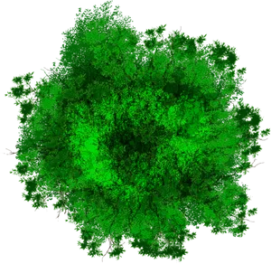 Vibrant Green Tree Top View PNG Image