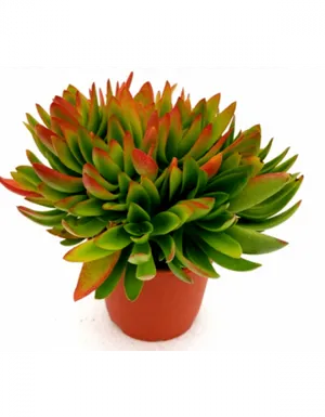 Vibrant Greenand Red Succulentin Pot.jpg PNG Image