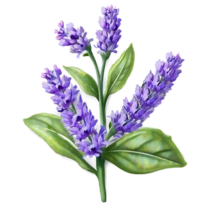 Vibrant Lavender Blossom Png Wdf22 PNG Image