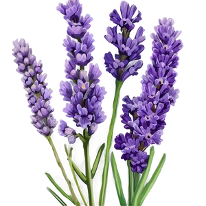 Vibrant Lavender Close-up Png 06282024 PNG Image