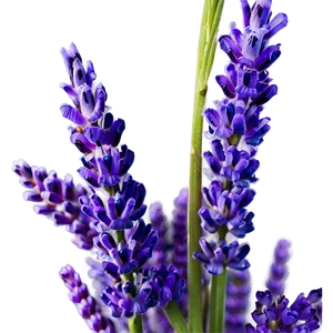 Vibrant Lavender Close-up Png 85 PNG Image