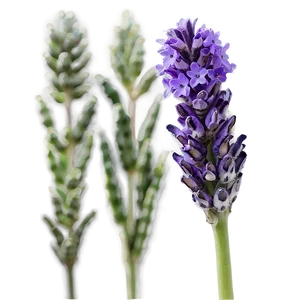 Vibrant Lavender Close-up Png Plp20 PNG Image