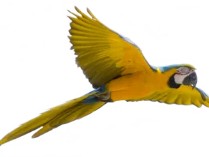 Vibrant_ Macaw_ In_ Flight.png PNG Image