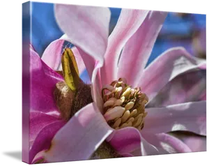 Vibrant Magnolia Bloom Closeup PNG Image