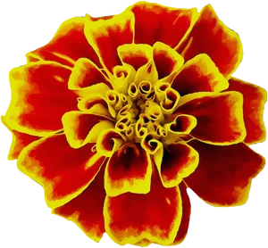 Vibrant Marigold Artwork PNG Image