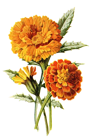 Vibrant Marigold Blooms PNG Image