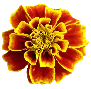 Vibrant_ Marigold_ Closeup PNG Image