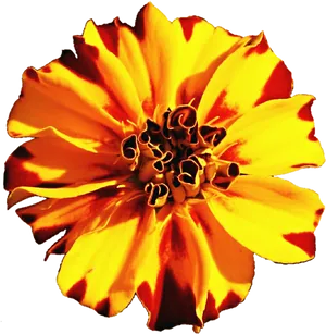 Vibrant Marigold Closeup.png PNG Image