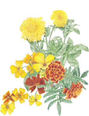 Vibrant Marigold Collection PNG Image