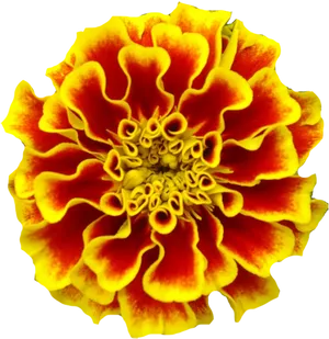 Vibrant Marigold Flower PNG Image