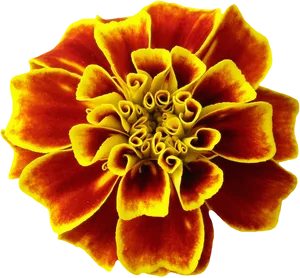 Vibrant Marigold Flower.png PNG Image