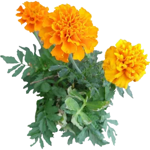 Vibrant Marigold Flowers PNG Image