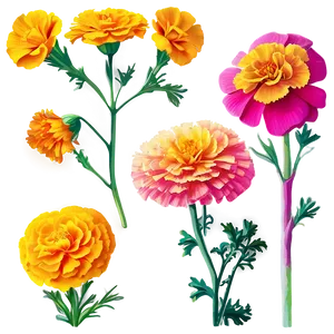 Vibrant Marigolds Garden Png Ssg PNG Image