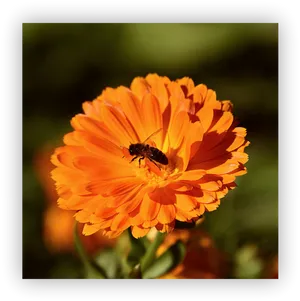 Vibrant Marigoldwith Bee PNG Image