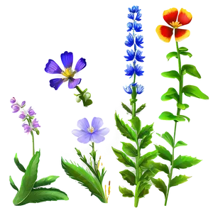 Vibrant Meadow Wildflowers Png Lpk PNG Image