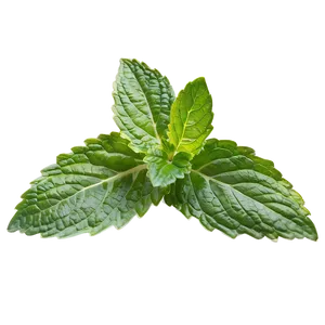 Vibrant Mint Leaf Png 18 PNG Image