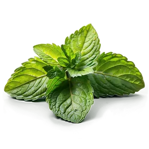 Vibrant Mint Leaves Png 82 PNG Image