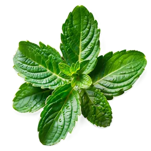 Vibrant Mint Leaves Png Ehv PNG Image