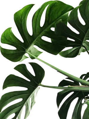 Vibrant Monstera Leaves PNG Image