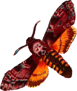 Vibrant_ Moth_ Illustration.png PNG Image