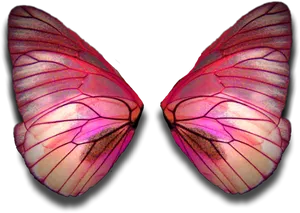 Vibrant Moth Wings PNG Image