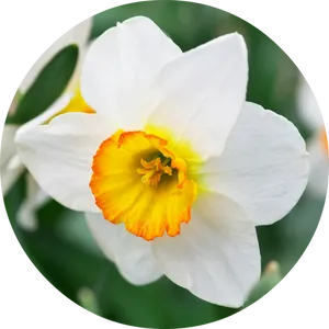 Vibrant Narcissus Flower PNG Image