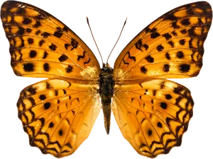 Vibrant_ Orange_ Butterfly PNG Image