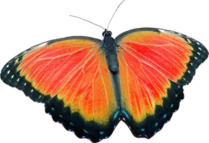 Vibrant Orange Butterfly Black Background PNG Image