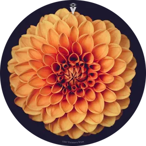 Vibrant Orange Dahlia Flower PNG Image