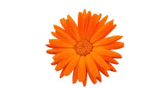 Vibrant Orange Flower Isolated PNG Image